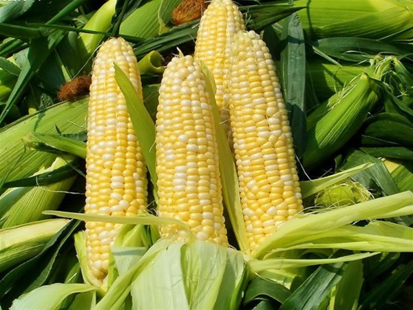 夏季有哪些適合排濕吃的食物？